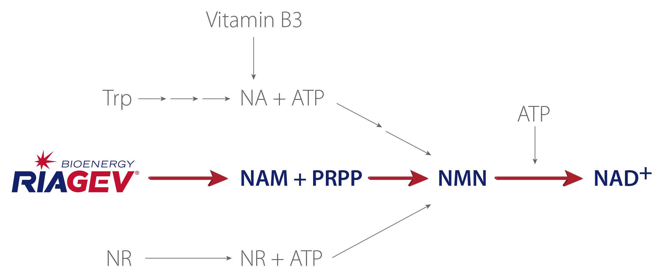 NAD Biosynthetic Pathways Illustration